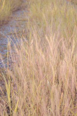 Çalı pembe fıskiyelerin vahşi çayırlardaki kızılötesi görüntüsü..