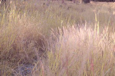 Çalı pembe fıskiyelerin vahşi çayırlardaki kızılötesi görüntüsü..