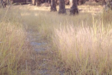 Çalı pembe fıskiyelerin vahşi çayırlardaki kızılötesi görüntüsü..