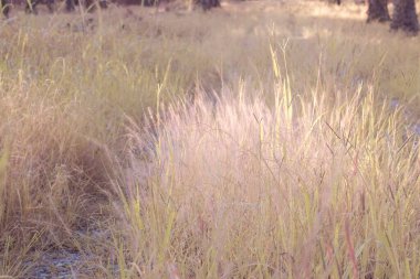 Çalı pembe fıskiyelerin vahşi çayırlardaki kızılötesi görüntüsü..