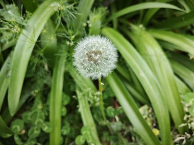 Çayırda vahşi bir karahindiba.