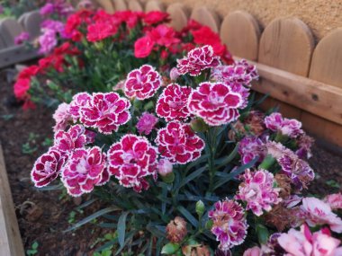 Bahçedeki güzel çiçek Dianthus caryophyllus.