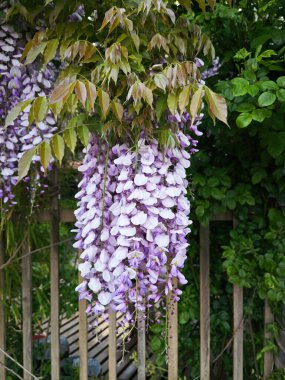 asma salkımı sinensis çiçekleri asma ağacı.