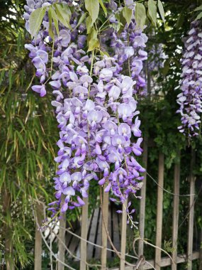 asma salkımı sinensis çiçekleri asma ağacı.