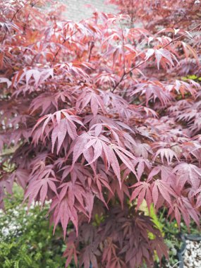 Kırmızı akçaağaç yaprağına bakıyorum..