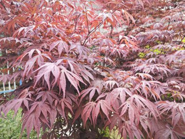 Kırmızı akçaağaç yaprağına bakıyorum..