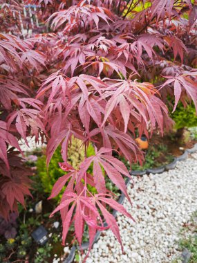 Kırmızı akçaağaç yaprağına bakıyorum..