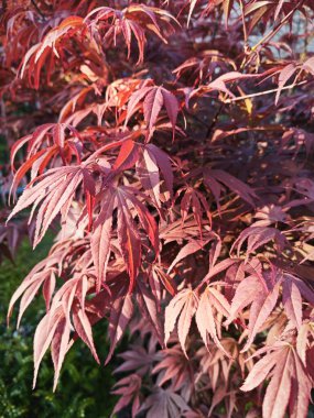 Kırmızı akçaağaç yaprağına bakıyorum..