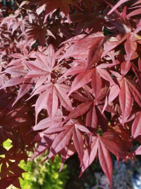 Kırmızı akçaağaç yaprağına bakıyorum..