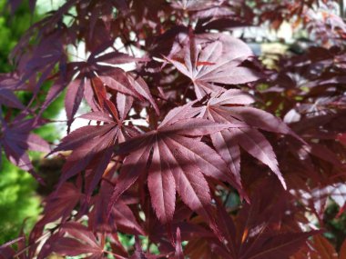 Kırmızı akçaağaç yaprağına bakıyorum..