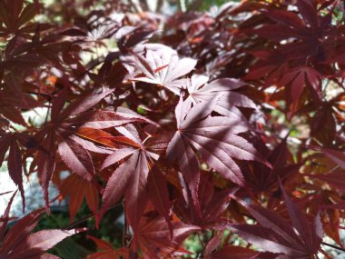 Kırmızı akçaağaç yaprağına bakıyorum..