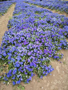Tarlada yetişen mavi nonoş çiçeği.