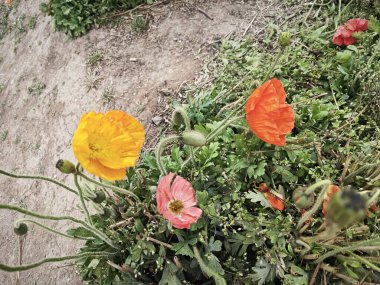 Çayırdaki renkli papaver çıplak çiçeği.