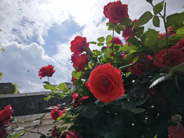 Büyük kırmızı porselen gül ağacına bakıyorum..