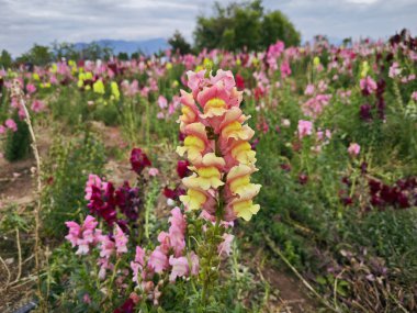 Renkli bir aslanağzı yaprağı çiçeği sapı..