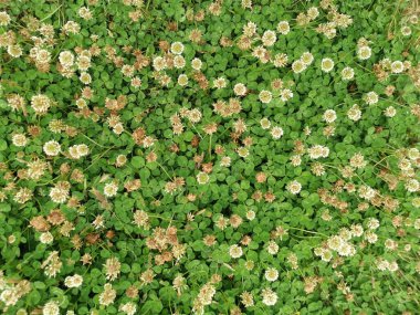 Trifolium, beyaz yoncanın uzun ömürlü bir bitki olduğuna pişman olur..