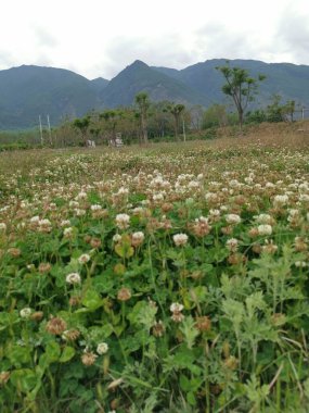 Trifolium, beyaz yoncanın uzun ömürlü bir bitki olduğuna pişman olur..