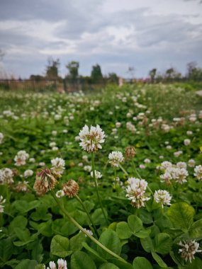 Trifolium repens the white clover is a herbaceous perennial plant. clipart