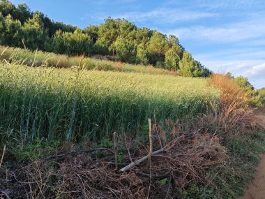 Buğday bitkileriyle dolu tarlaya bakıyorum..