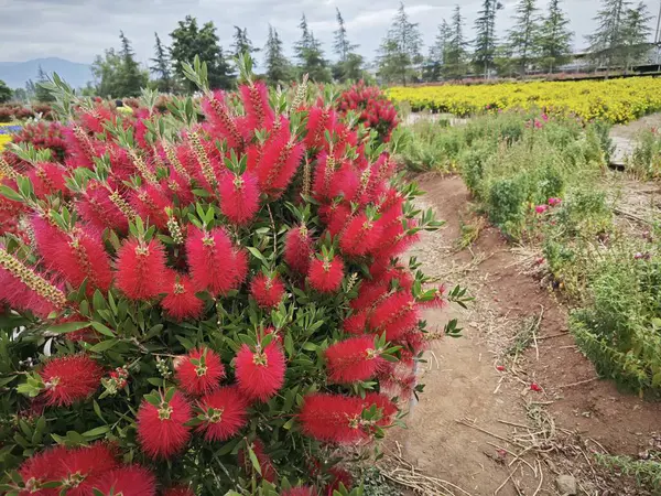 stock image Callistemon bottleneck brush flower tree.