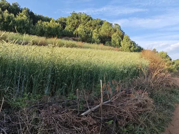Buğday bitkileriyle dolu tarlaya bakıyorum..
