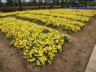 Tarlada büyüyen sarı nonoş çiçeği.