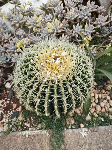 Mirando Hacia Abajo Hermoso Jardín Crassula Cactus Houseplant Fotos de stock