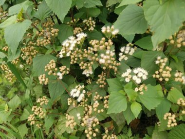 Ageratina adenophora otundan çalılar.