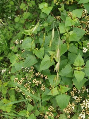 bushes of wild tiny ageratina adenophora weed. clipart