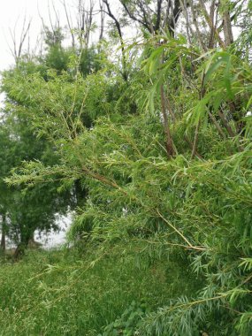 bushy salix viminalis leafy tree in the meadow. clipart