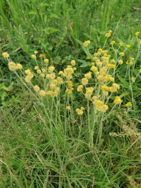 Vahşi sarı Helichrysum arenyum bitkisi çalıları.