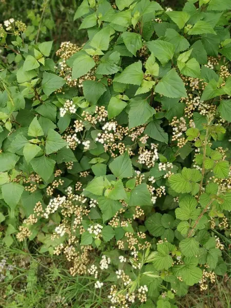stock image bushes of wild tiny ageratina adenophora weed.