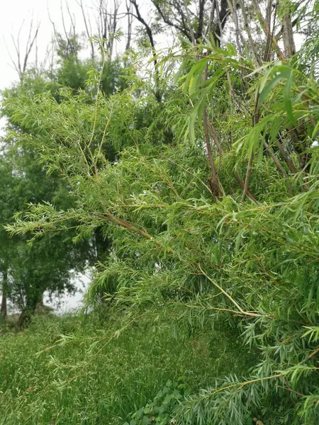 Bushy Salix Viminalis Pohon Berdaun Padang Rumput Stok Gambar