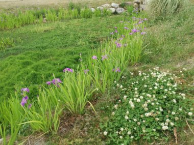 Tatlı su gölünün etrafında büyüyen güzel bitki örtüsü..