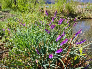 Tatlı su gölünün etrafında büyüyen güzel bitki örtüsü..