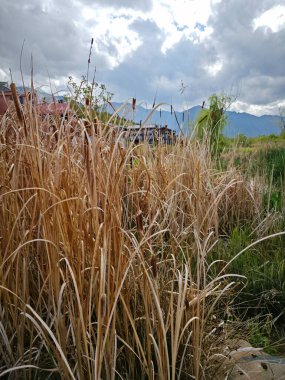 Tatlı su gölünün etrafında büyüyen güzel bitki örtüsü..