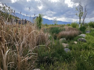 Tatlı su gölünün etrafında büyüyen güzel bitki örtüsü..