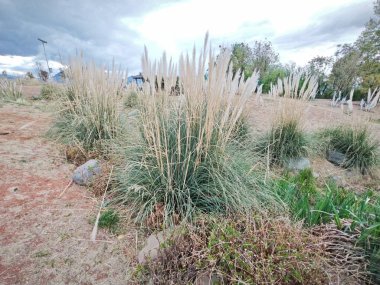 Tatlı su gölünün etrafında büyüyen güzel bitki örtüsü..