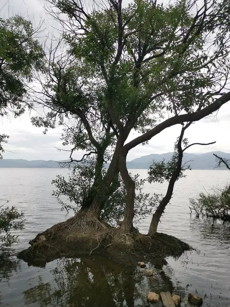 Pohon Vegetasi Salix Babylonica Ditemukan Sepanjang Dasar Danau Air Tawar Stok Gambar