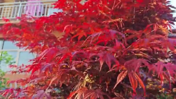 빨간색 단풍잎 나무를 — 비디오
