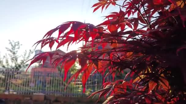 Guardando Acero Rosso Foglia Albero — Video Stock
