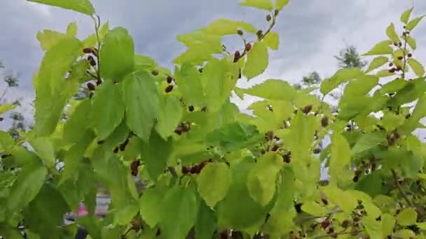 枝の周りにある マルベリーの果実を見ると — ストック動画