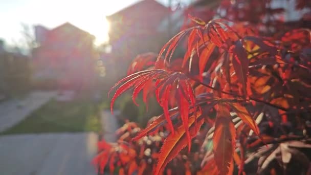 빨간색 단풍잎 나무를 — 비디오