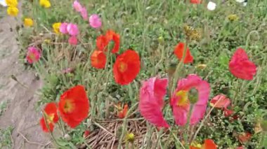 Çayırdaki renkli papaver çıplak çiçeği.