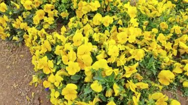 Tarlada büyüyen sarı nonoş çiçeği.