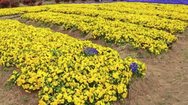 Tarlada büyüyen sarı nonoş çiçeği.