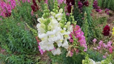 Renkli bir aslanağzı yaprağı çiçeği sapı..