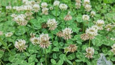 Trifolium, beyaz yoncanın uzun ömürlü bir bitki olduğuna pişman olur..