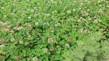 Trifolium, beyaz yoncanın uzun ömürlü bir bitki olduğuna pişman olur..