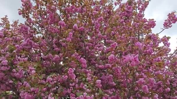 Levant Les Yeux Vers Magnifique Arbre Fleurs Cerisier Rose — Video